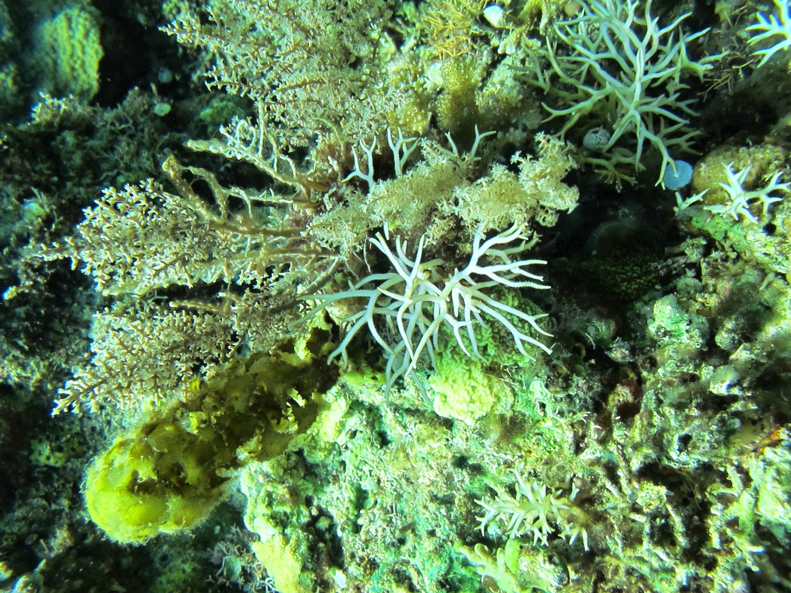 Pesona Wisata Kota Bima: Pantai So'Ati