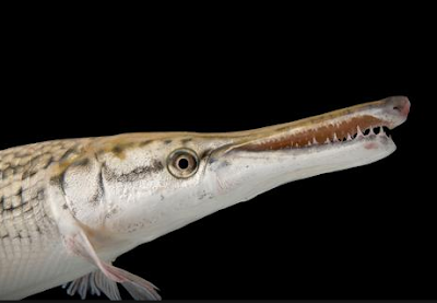 Klasifikasi Dan Morfologi Ikan Aligator Mulut buaya