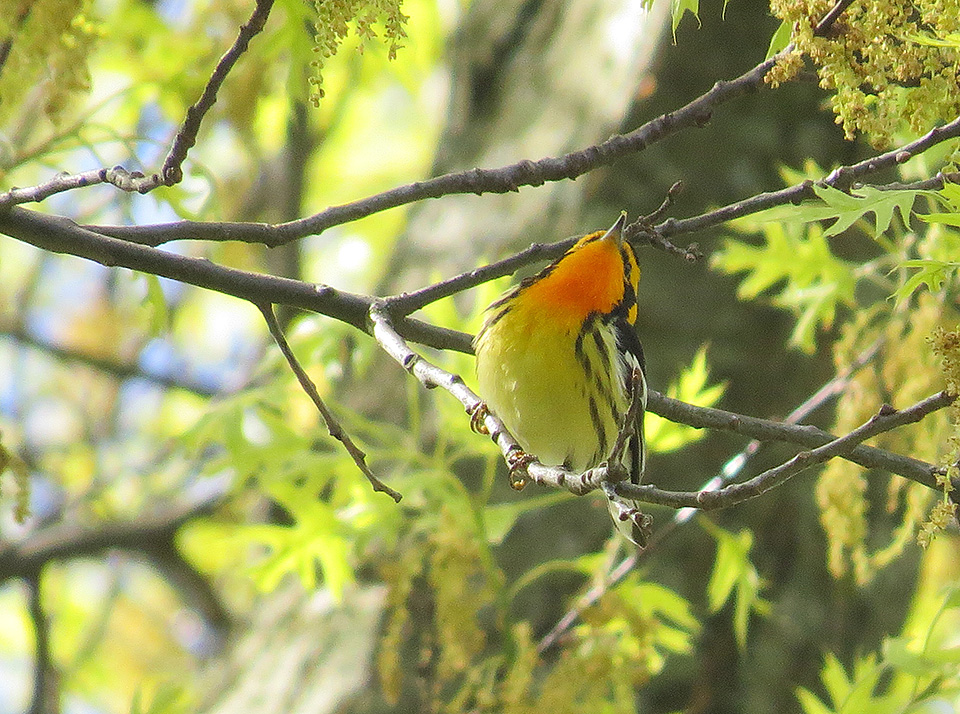 STOKES BIRDING BLOG Mt. Auburn Cemetery Birding Hotspot!!