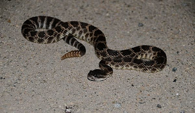 cascabel serpiente muerde debemos mdico cercano recomendamos acudir