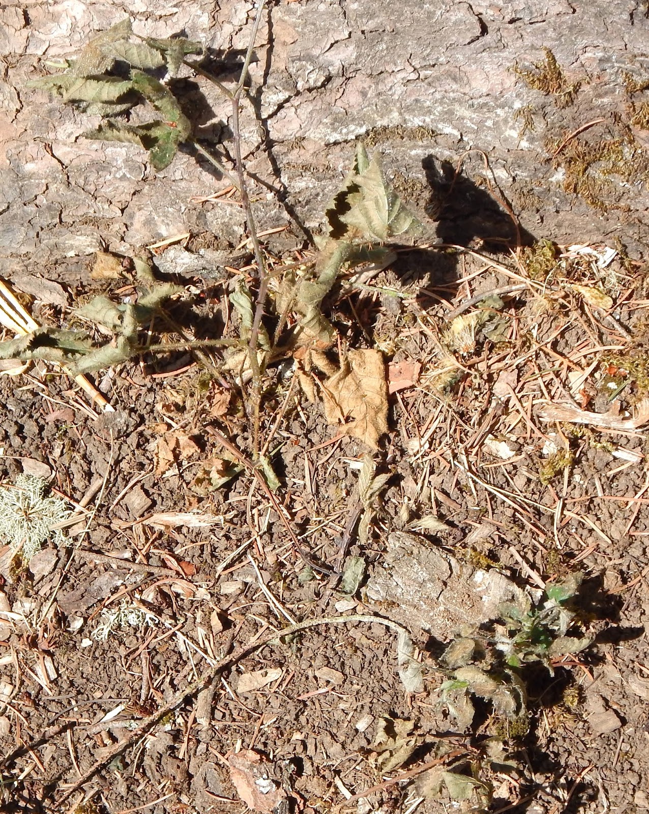 Bleach as a Weed Killer Proverbs 31 Woman