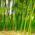  Filosofi Pohon Bambu