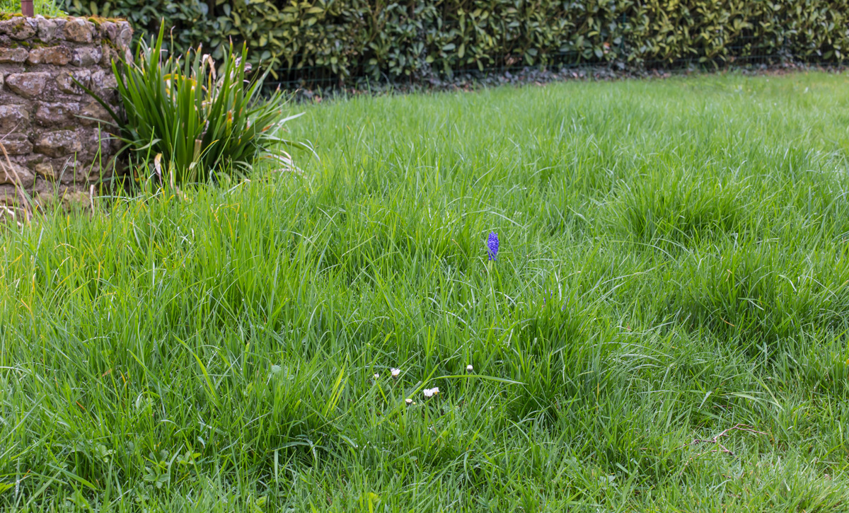 wcs Pain in the grass