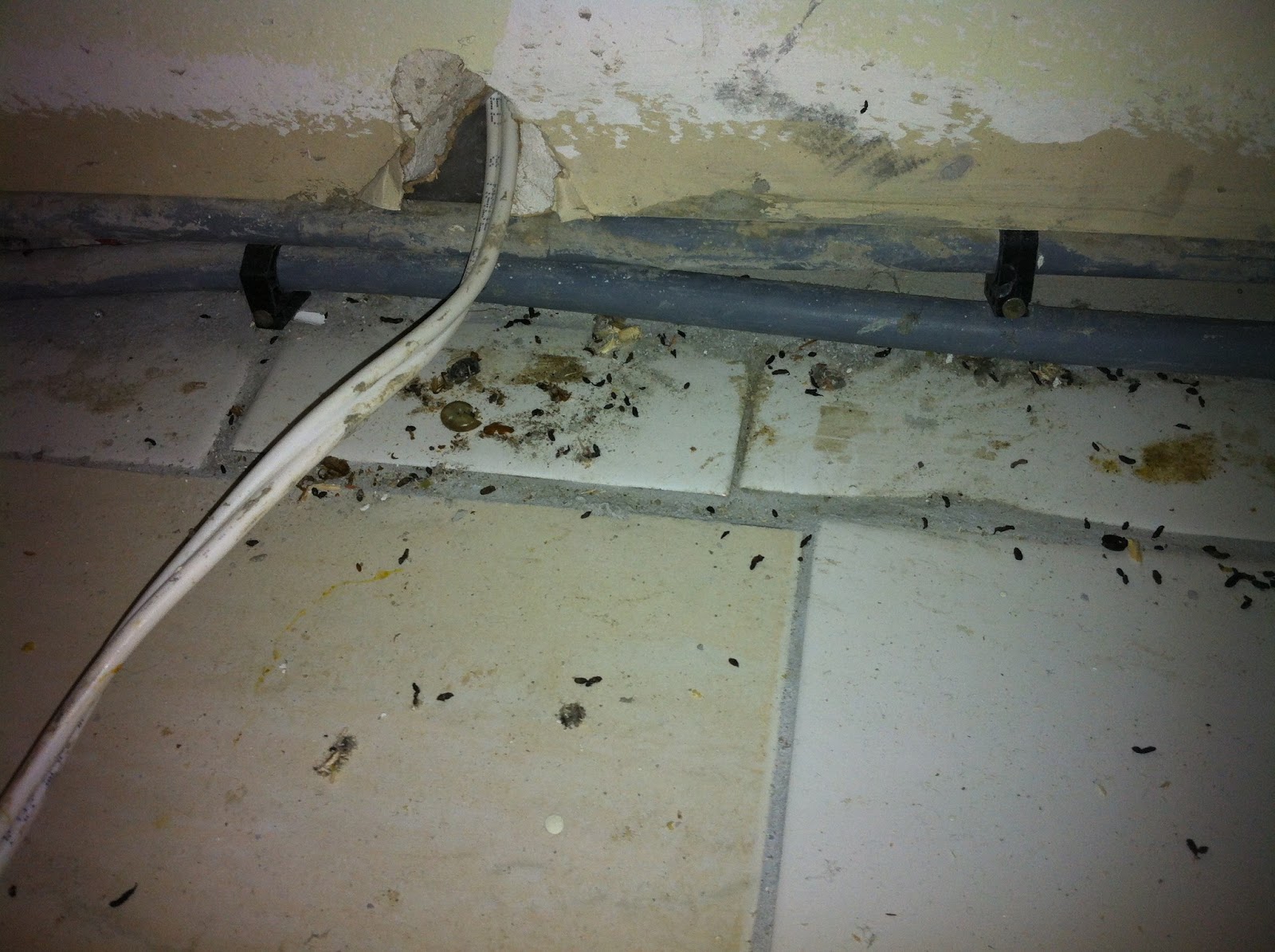 rodent control Surrey - rat exterminator surrey- Ideal Pest Control