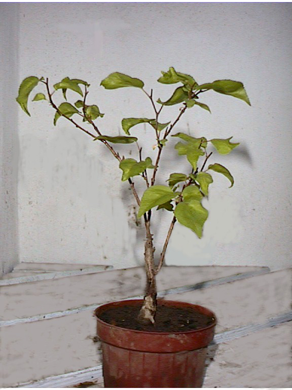 Bonsai smokie Sárgabarack (Prunus armeniaca) fejlődése