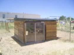 upcycled coop chicken farm fencing aren chicks yet put still living
