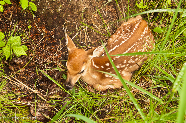 https://www.etsy.com/listing/168976366/new-born-tiny-fawn-natures-beauty?ref=shop_home_active_6