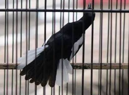 Perawatan Harian Burung Kacer Agar Gacor Ngobra Pamankicau