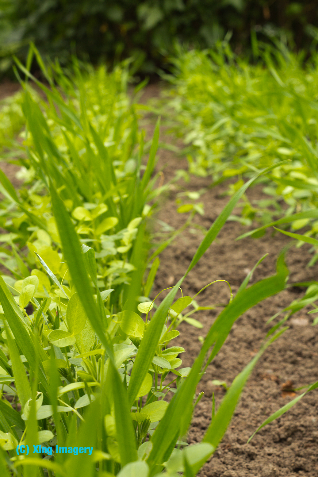 Allotment Garden Planting the green manure