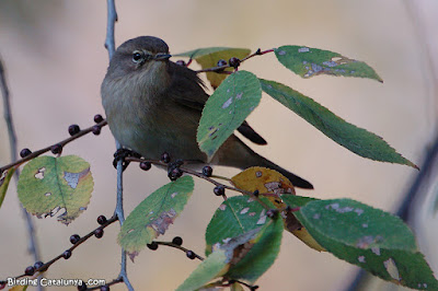 Mosquiter comú (Phylloscopus collybita)