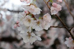 sakura japan symbol national flowers culture heart kyoto