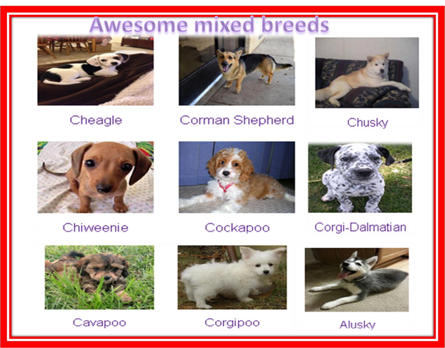Its dog breeds information site