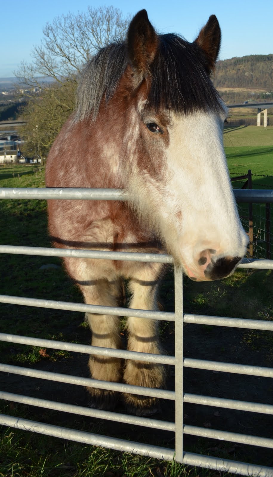 Tour Scotland Tour Scotland Photographs Clydesdale Horse Perth