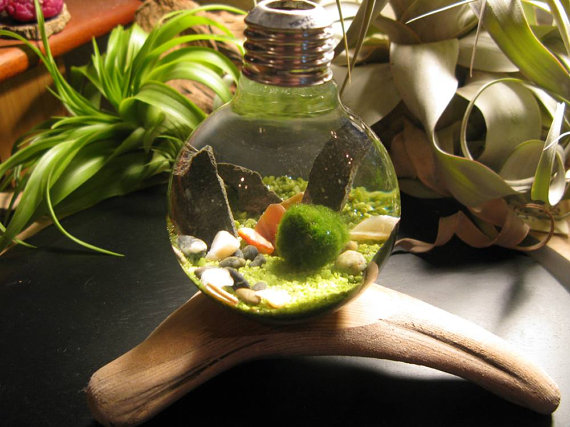 Diary.Nie's Gallery: Marimo World #1: Marimo