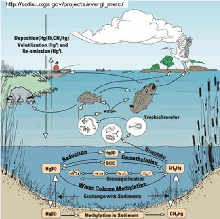ciclo do metilmercurio