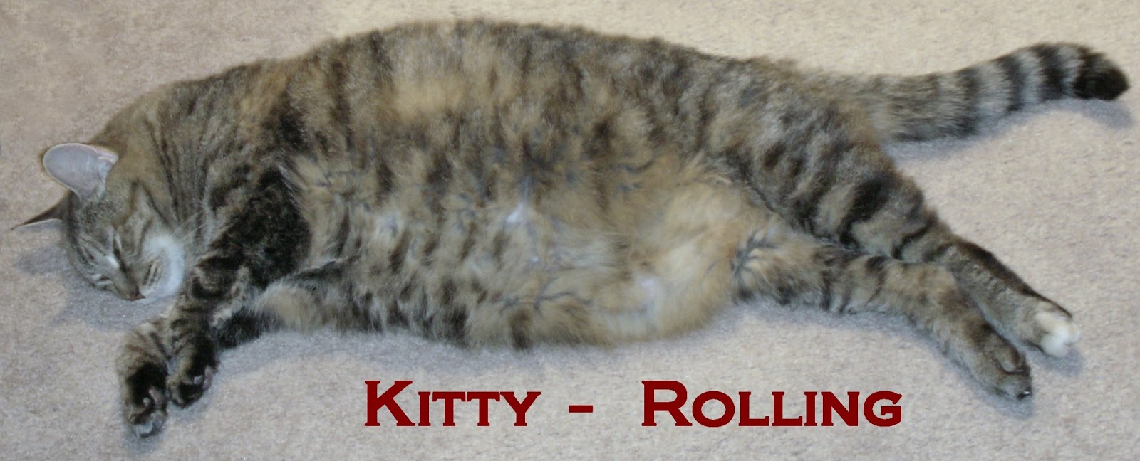 Do cats need human interaction or are they completely fine on their own