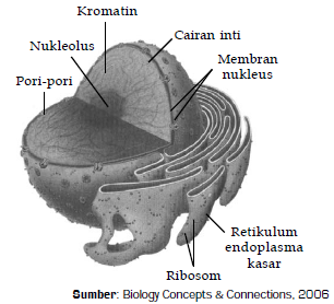 Inti sel dan mitokondria secara berurutan ditunjukkan oleh nomor