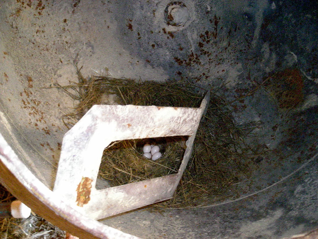 El ti Joaquín . com: El pájaro albañil