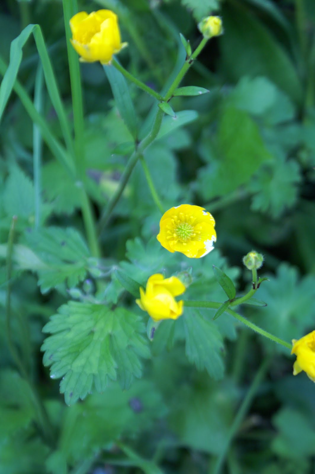 Doğayı Keşfederken haziran ayinda cevrenizde gorebileceginiz yabani