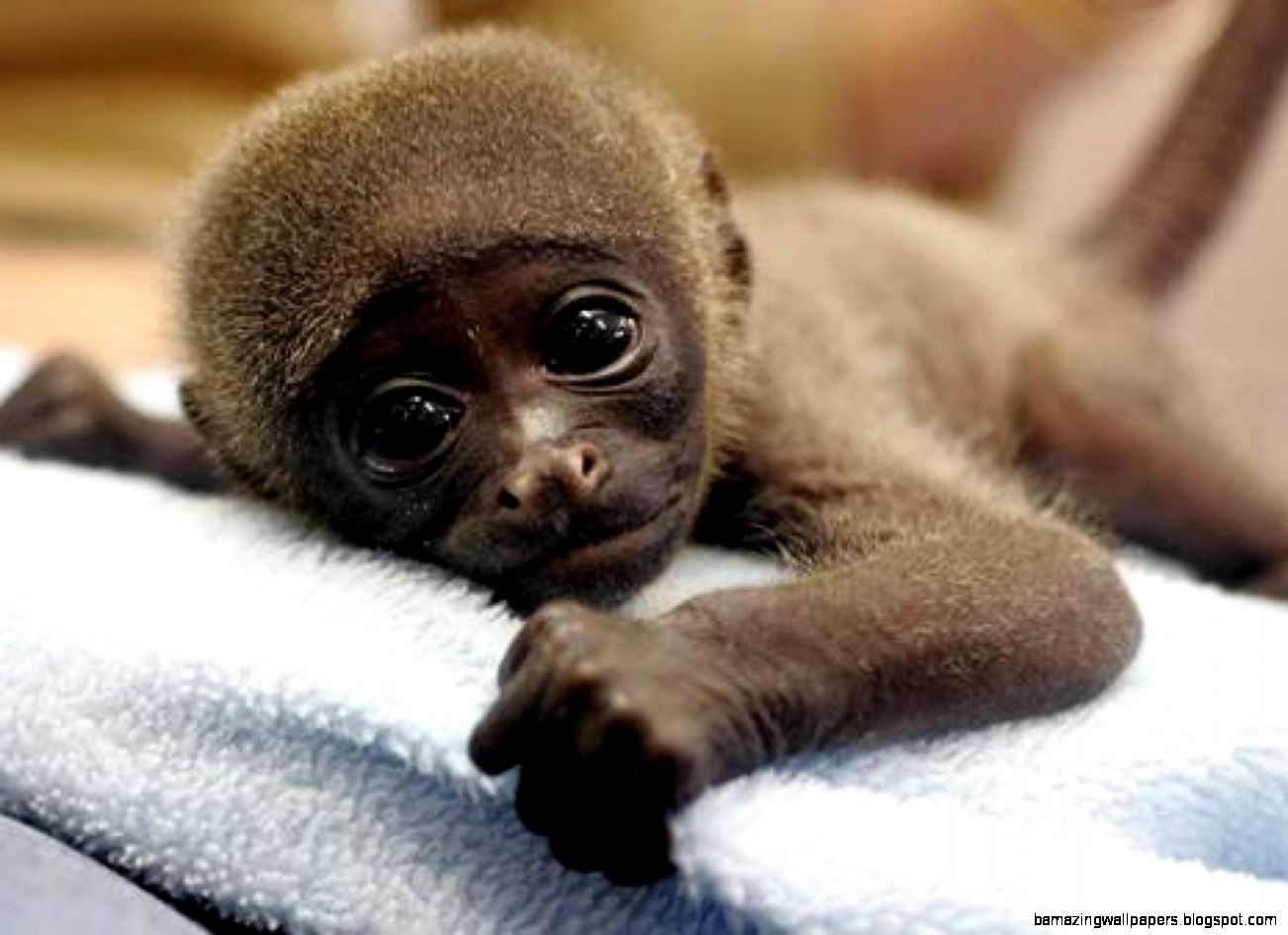 Really Cute Baby  Monkeys  Amazing Wallpapers