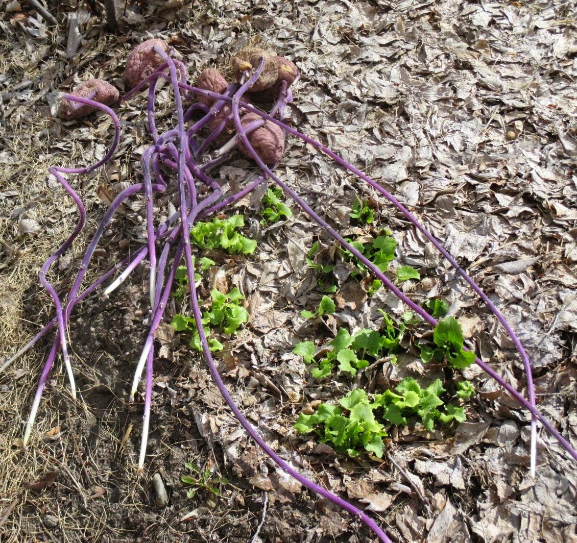Gardening with Jess Potatoes and Jerusalem artichokes