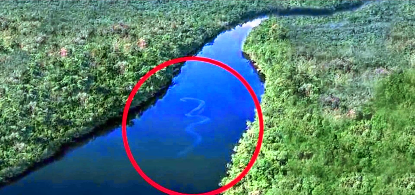 Большие змеи в воде. Река Амазонка и ее обитатели. Южная Америка Амазонка Анаконда. Гигантская зеленая Анаконда.