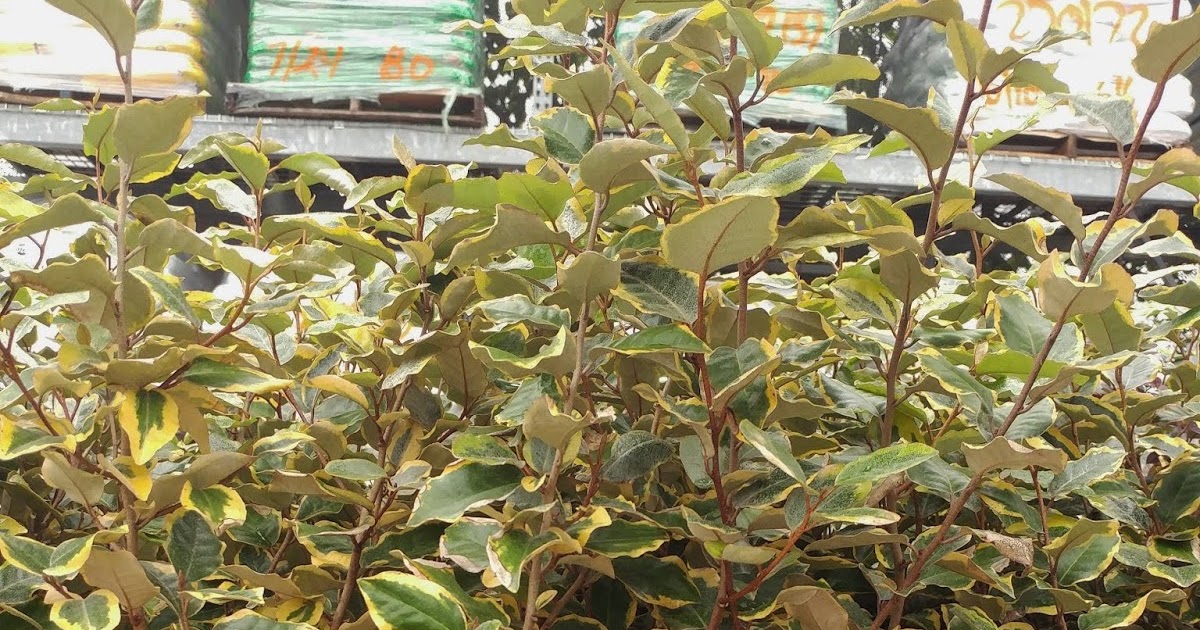Elaeagnus Olive Martini