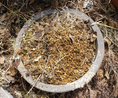荒らされたサギ草の鉢