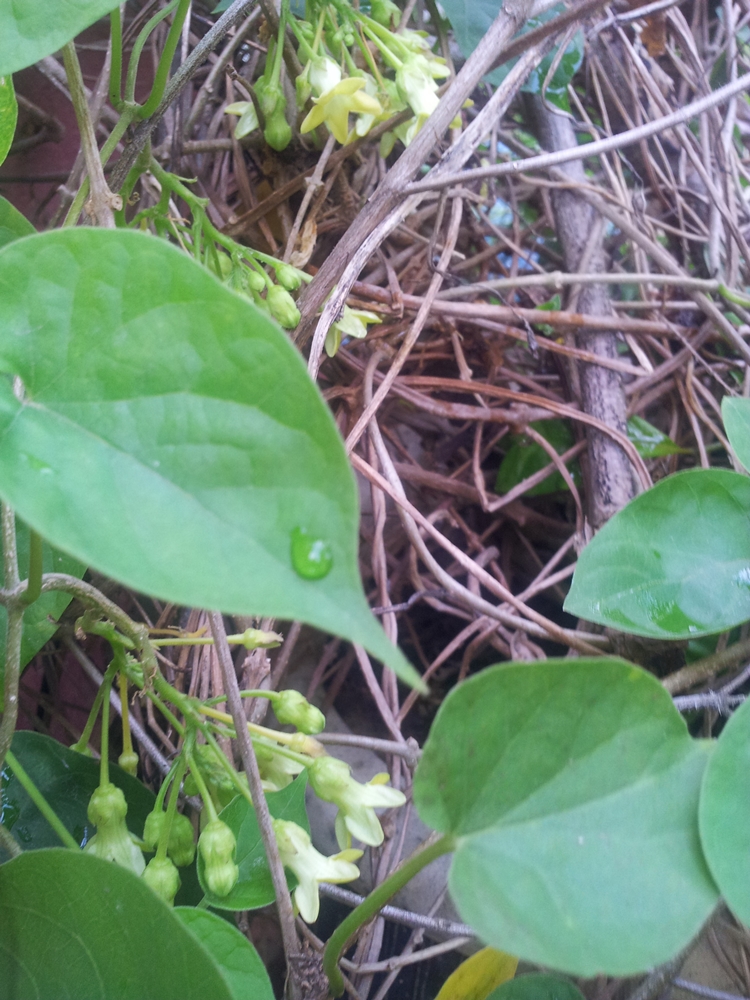 Tanamsendiri Com Grow Your Own Gambar Hari Ini Bunga Tongkeng Tonkin Jasmine Telosma Cordata