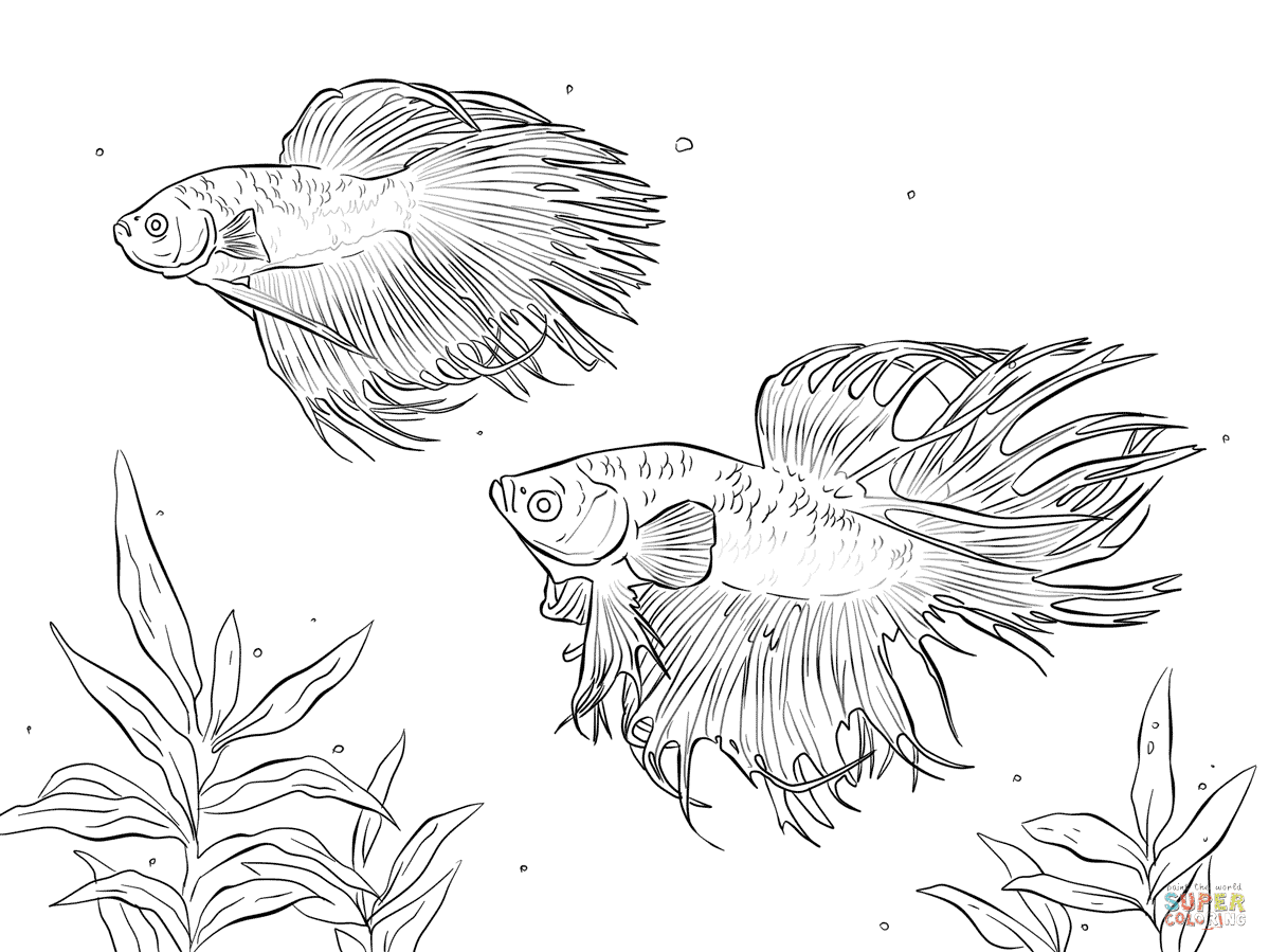 Betta fish coloring page