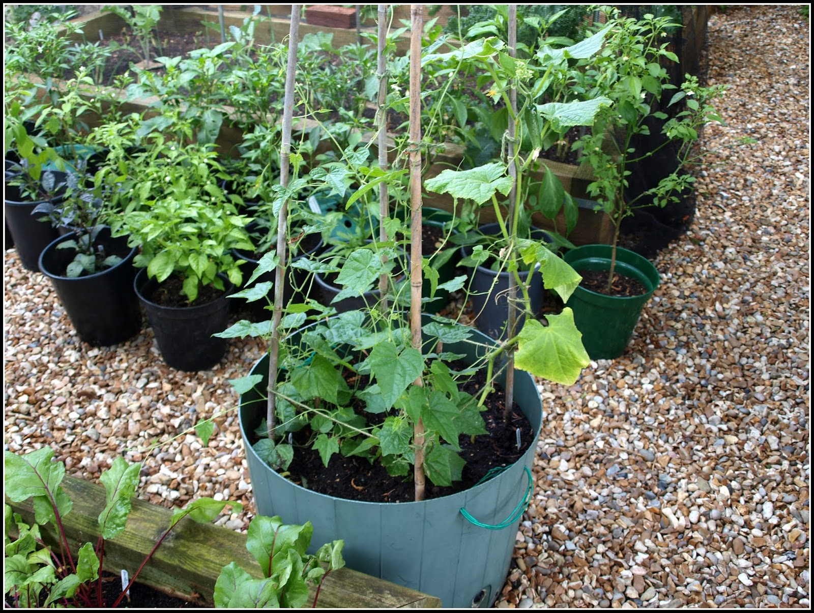 Mark's Veg Plot Cucumbers good news and bad
