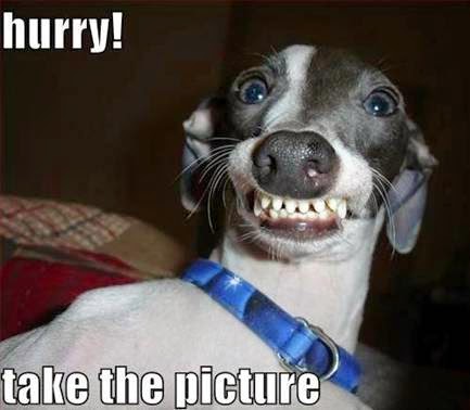 Hurry! Take the picture. Scary dog meme