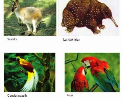 400+ Nama Dan Gambar Fauna Indonesia Bagian Tengah Terbaik