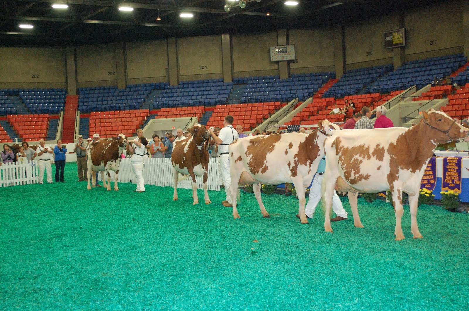 NEWS Kentucky State Fair Ayrshire Show
