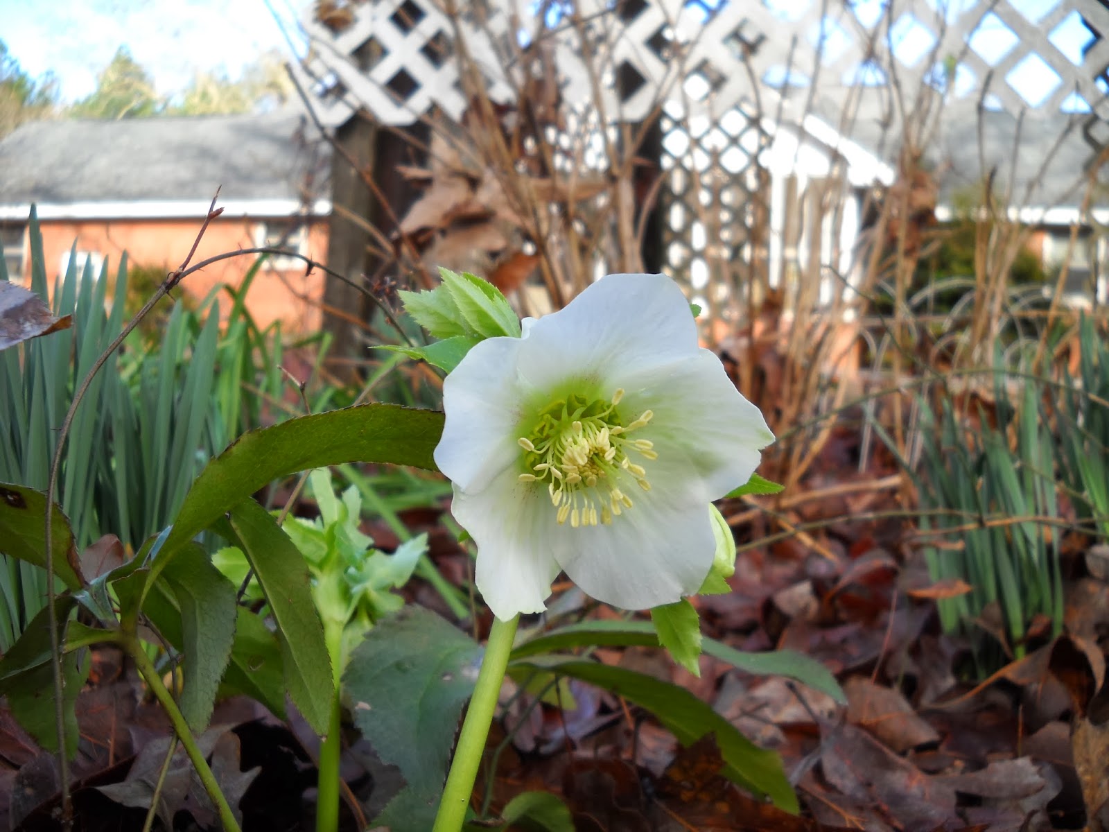 Gold Hill Plant Farm Hellebores