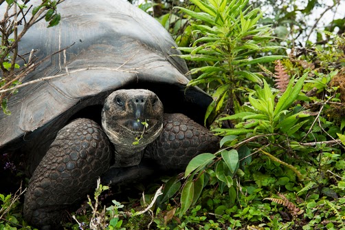 la pinta island tortoise la pinta island tortoise