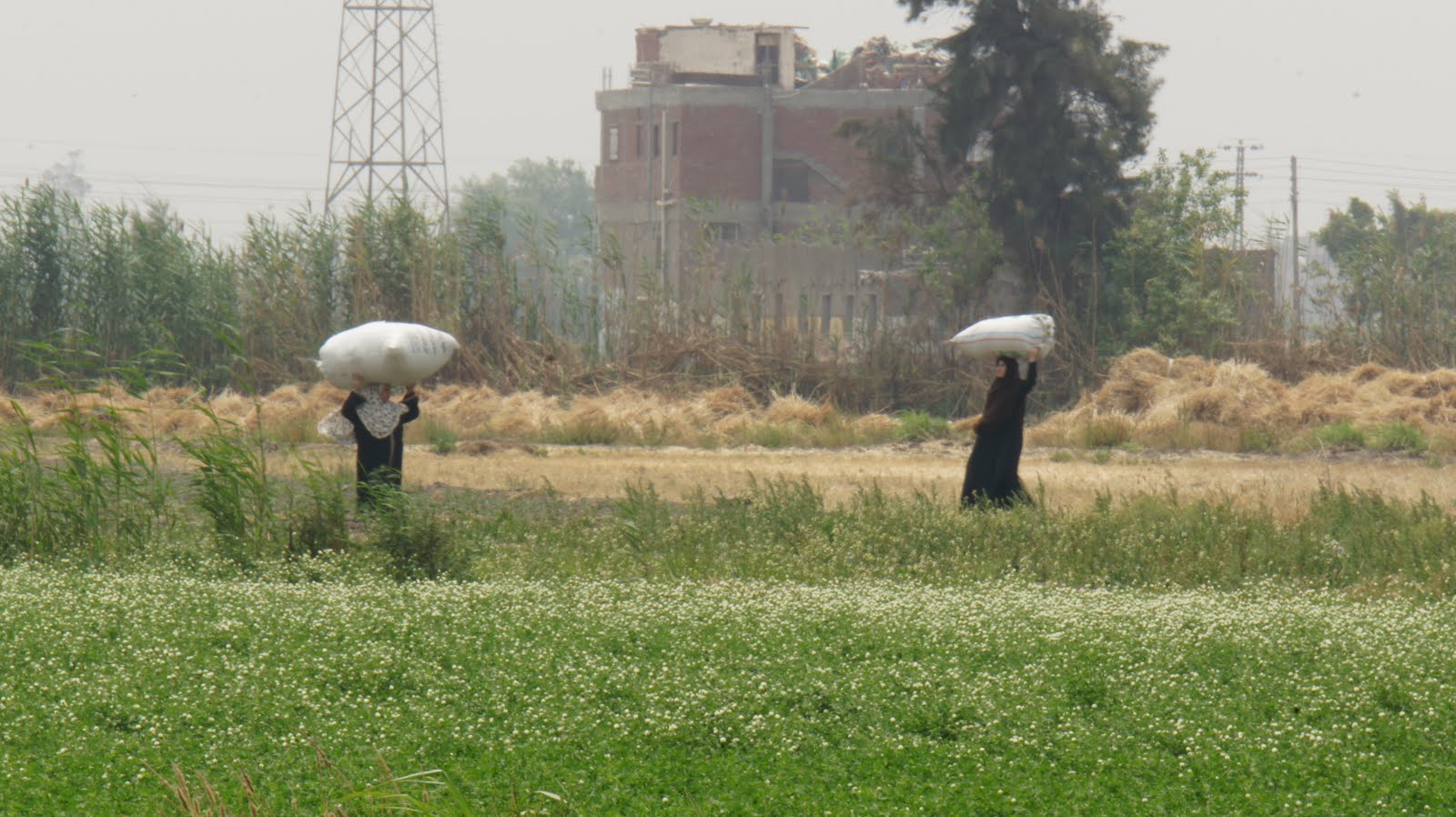 Egyptian Chronicles Who owns the agricultural land in Egypt now