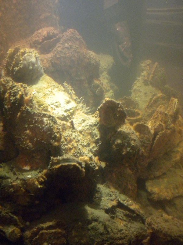 The Zoo Review Scooping Poop Under the Sea