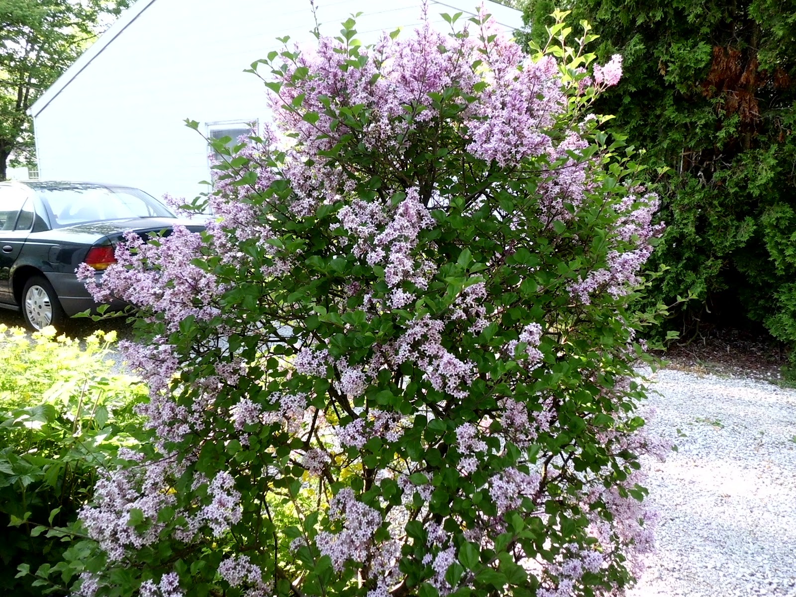 Livin' In The Green Quick Pix What's blooming now...Dwarf Korean Lilac