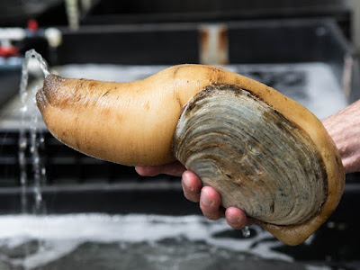 Kerang Geoduck