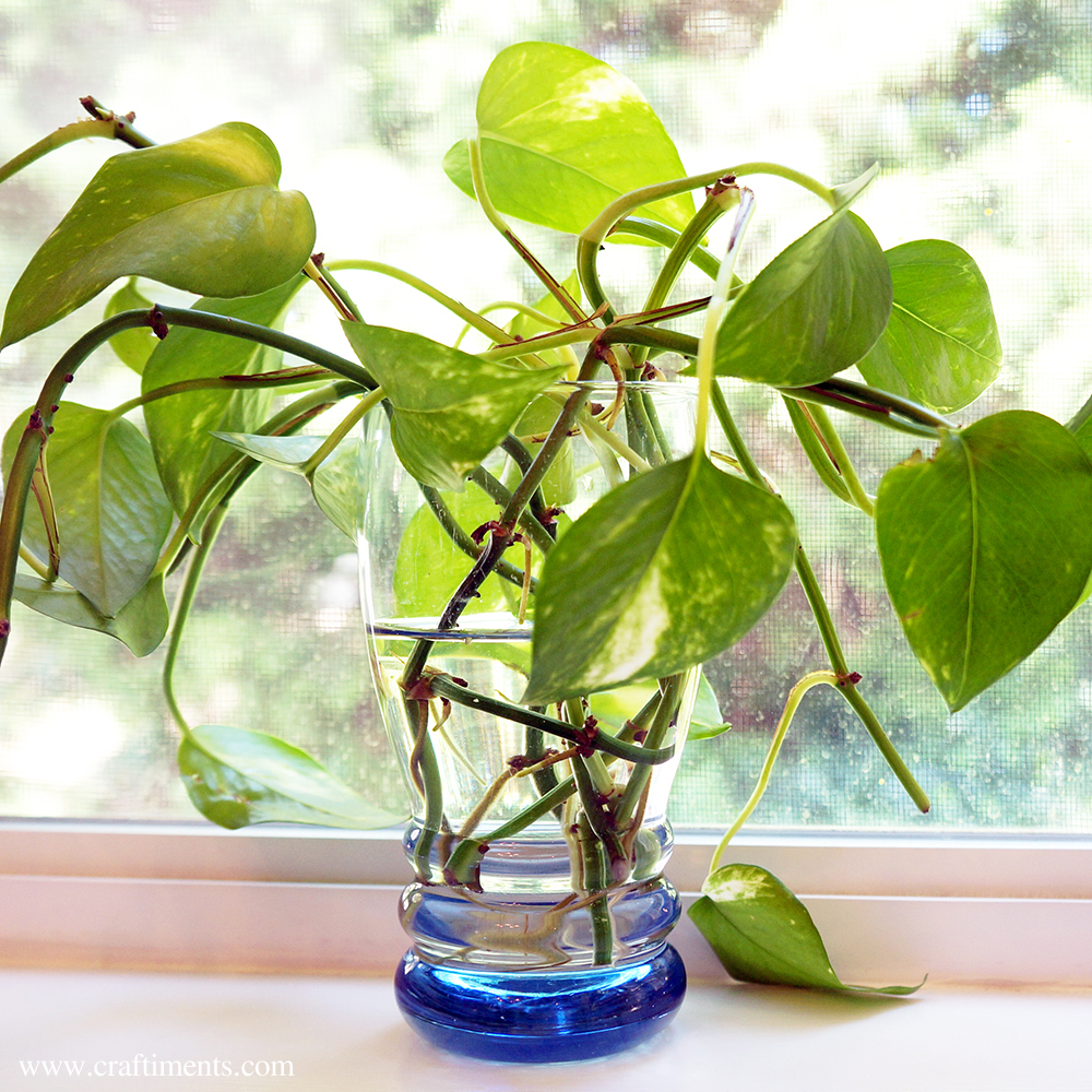 Craftiments: Kokedama from Houseplant Cuttings