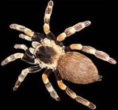 laba-laba, salah satu hewan yang masuk ke dalam arthropoda
