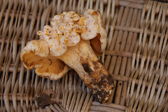 Cantharellus