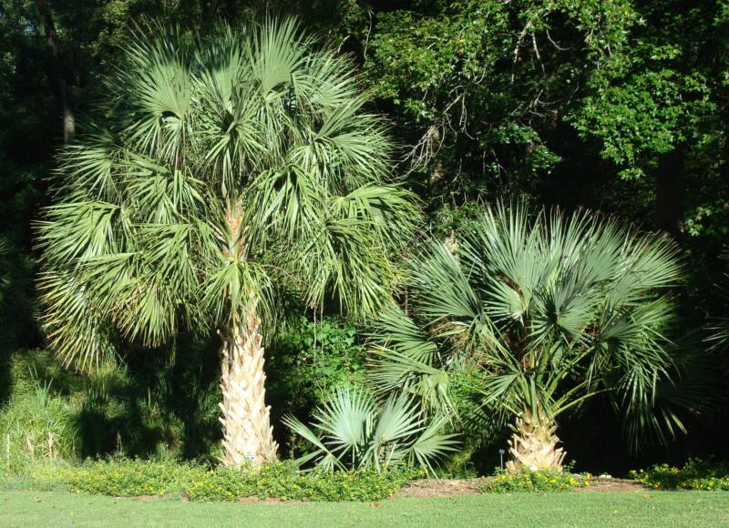 Sabal (Palmetto) Flowers