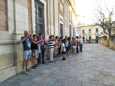 Observación de aves Cernícalos Primilla Catedral de Sevilla, 6 de Junio 2017. Grupo local SEO-Sevilla.