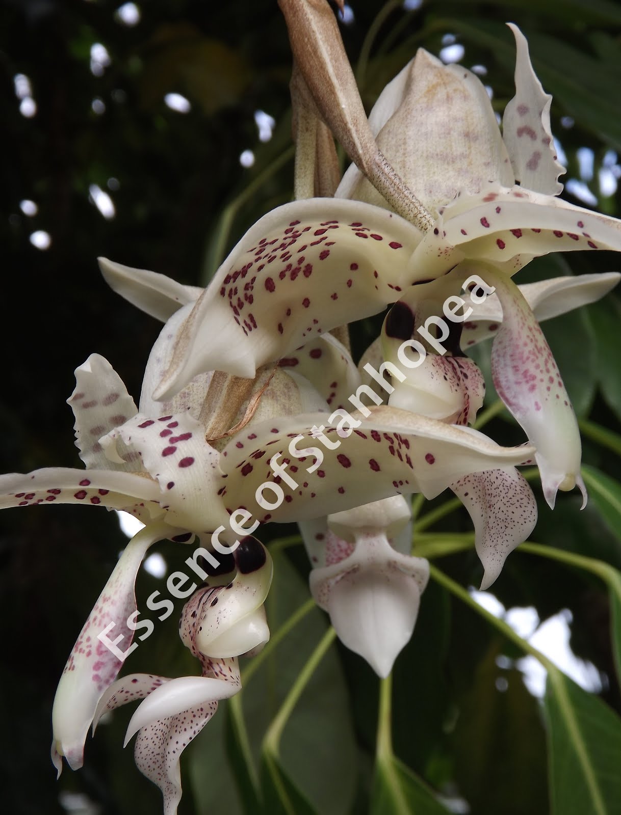 Stanhopea