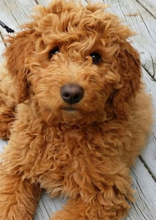 small goldendoodle rescue