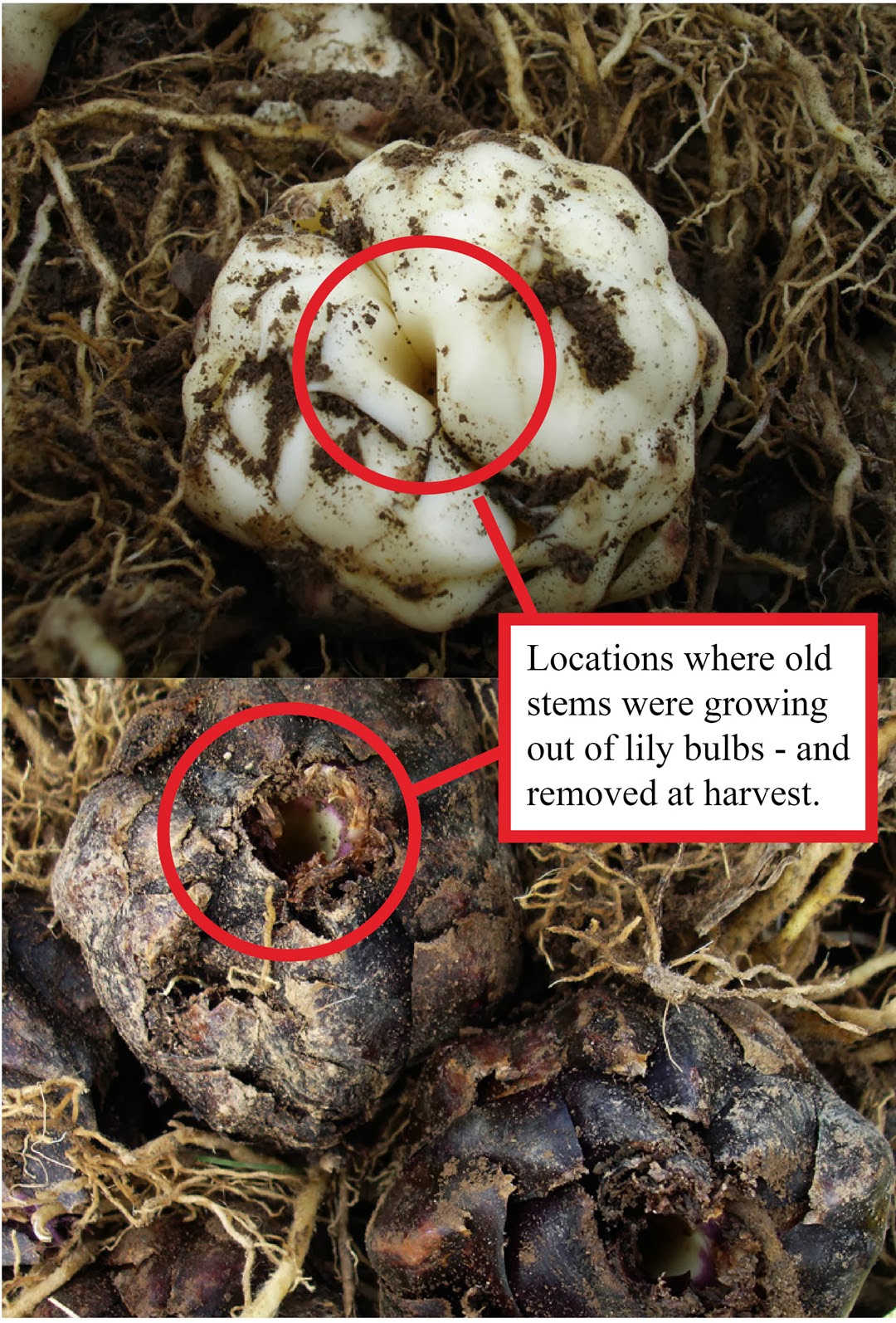 B&D Lilies Garden Blog Planting Lily Bulbs on their side... for Water