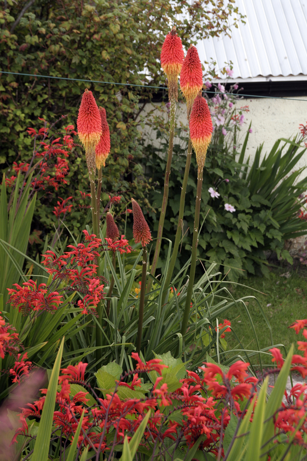 Gardening Matters Red Hot Pokers