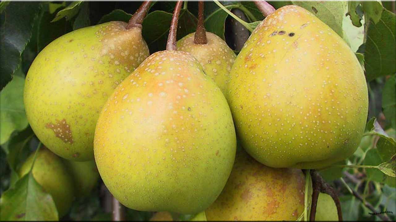 Nama Buah Dari Huruf X Www Buahaz Com